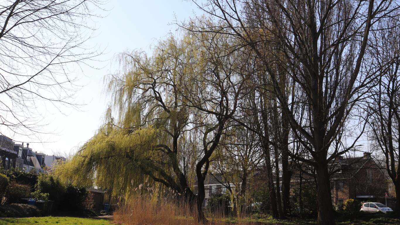 Buurtvereniging "De Drassige Driehoek"