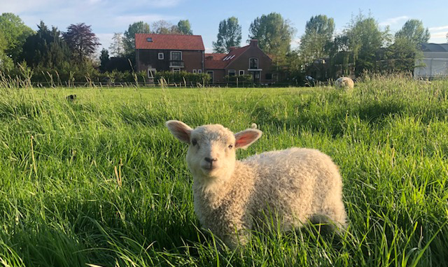 De Wolschuur, vergaderen en workshops in Echteld, de Betuwe