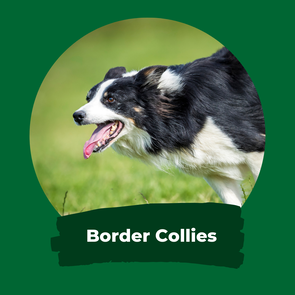 Llanfarian Border Collie Events